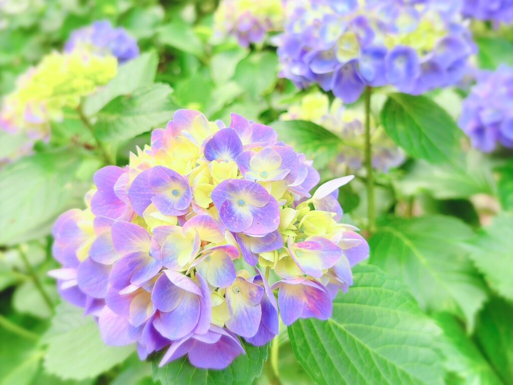 柔らかい紫と黄色の紫陽花