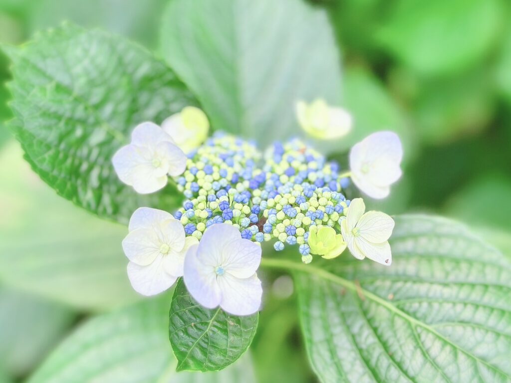 白い紫陽花