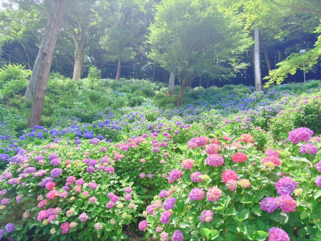 自然と一体の紫陽花
