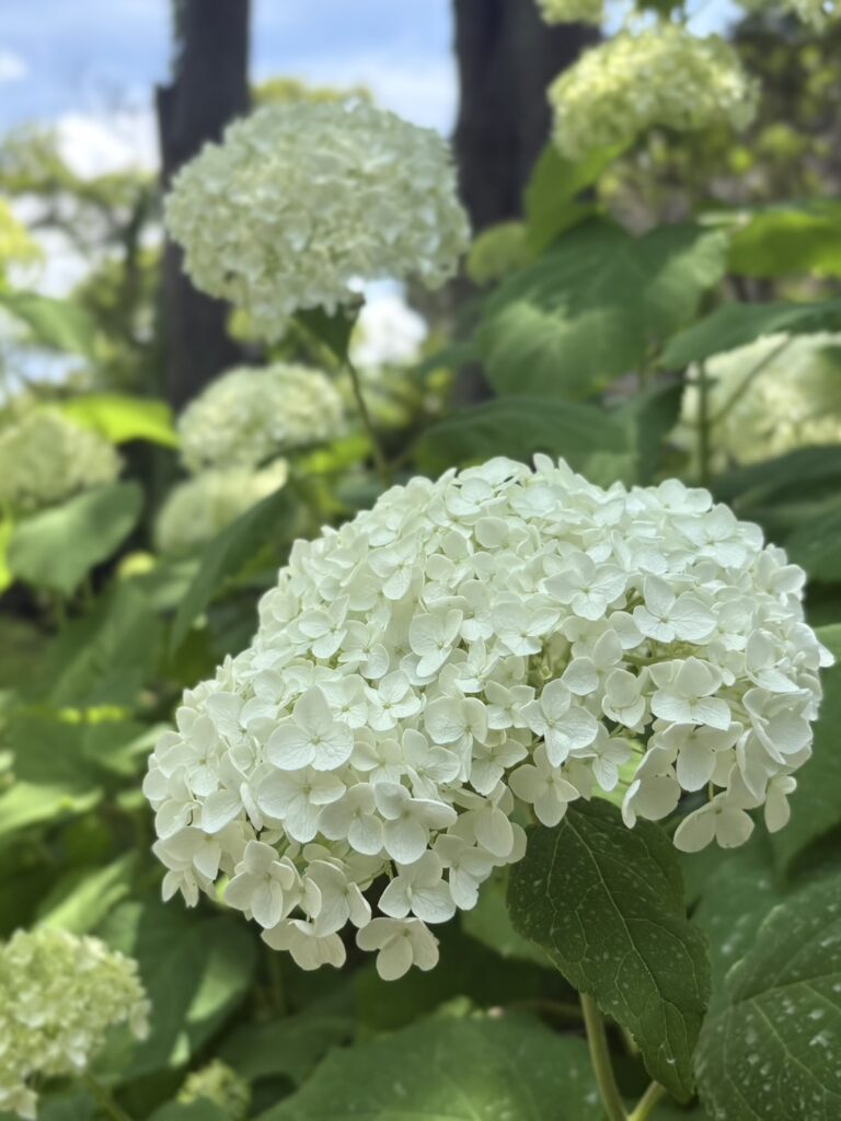 白く輝く美しさ。