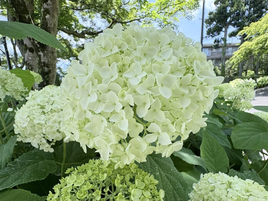 たくさんの花が咲くアナベル