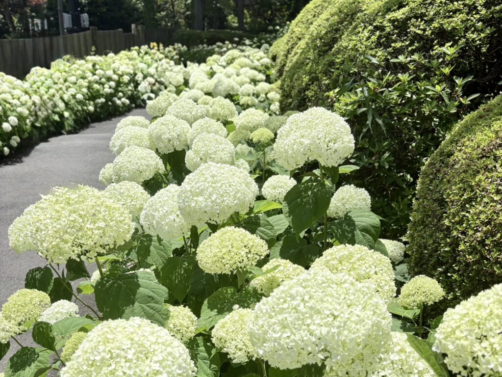 強羅公園内に咲く白いアナベルの群生