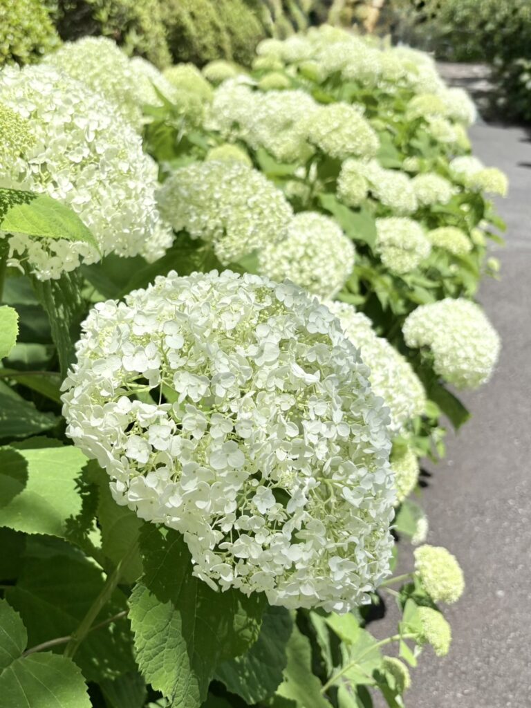 この時期だけの美しいアナベル