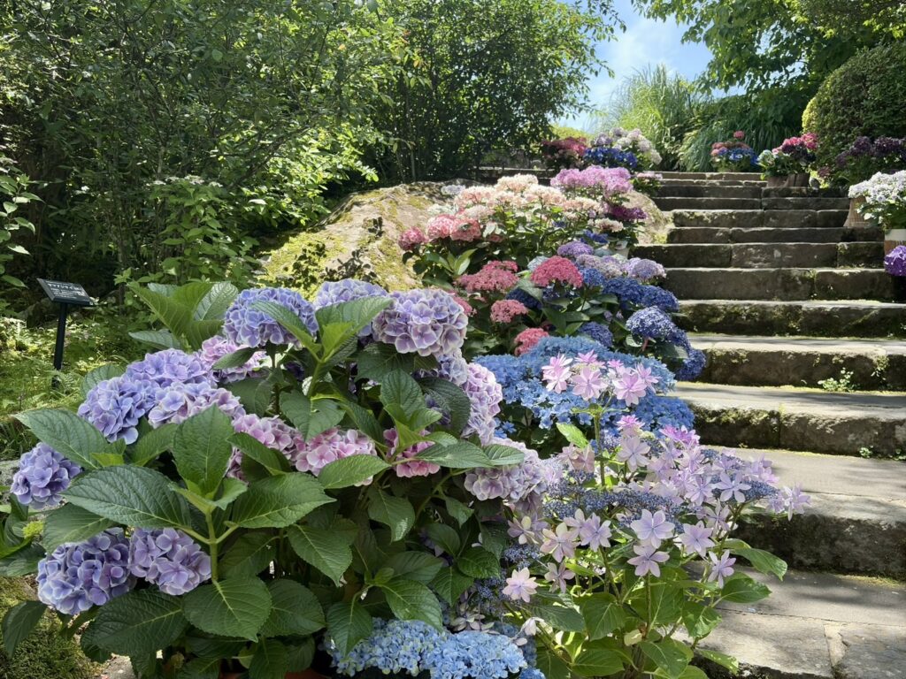 様々な品種の紫陽花ほ鉢が階段を飾っている様子。