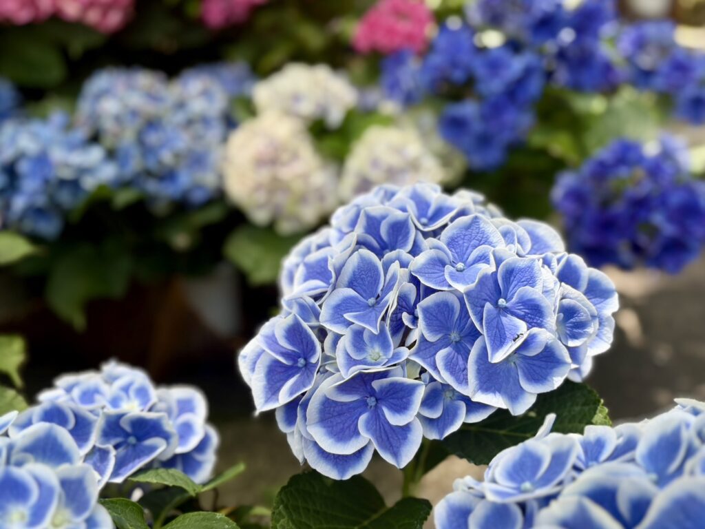 白く縁取りのある青いあじさい