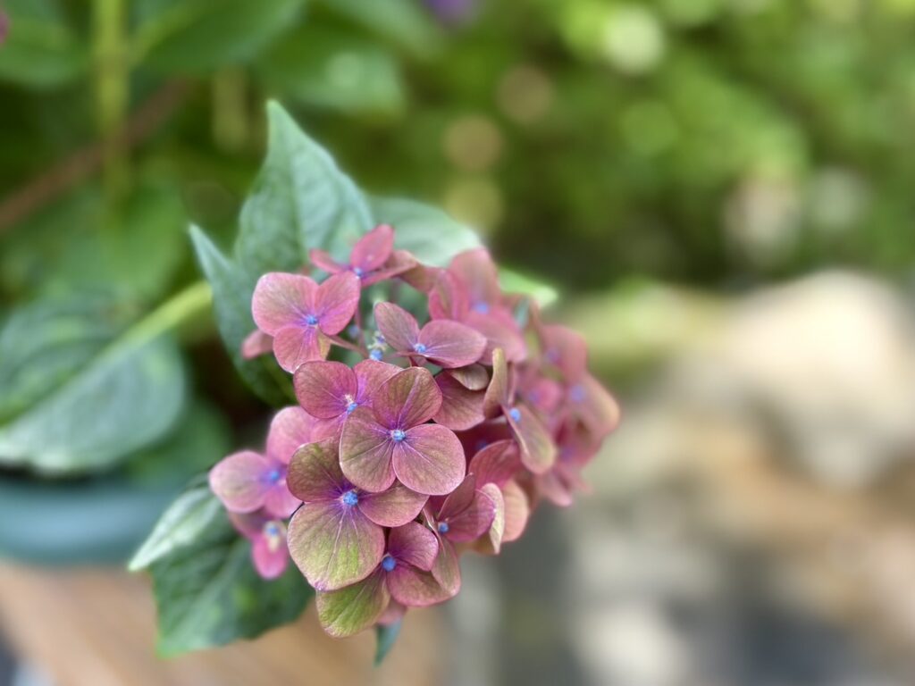 かわいいあじさい