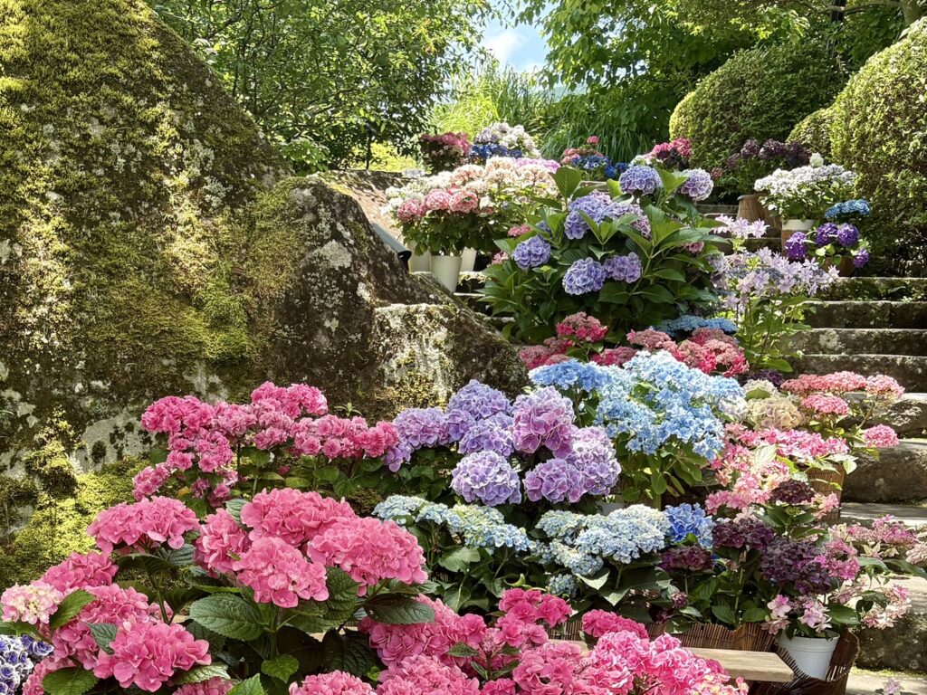鮮やかな色合の紫陽花。