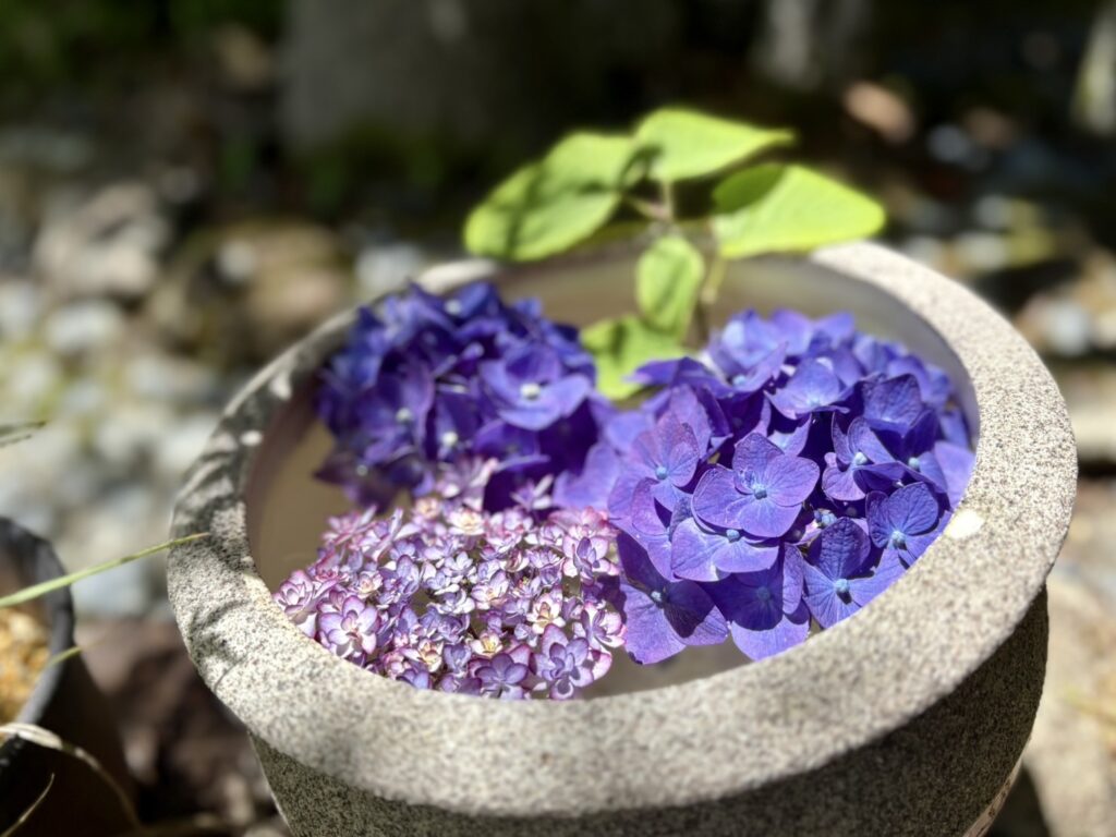 紫陽花の花手水