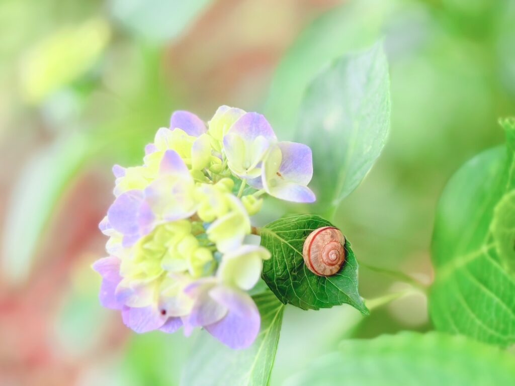 紫陽花の葉にいたカタツムリ