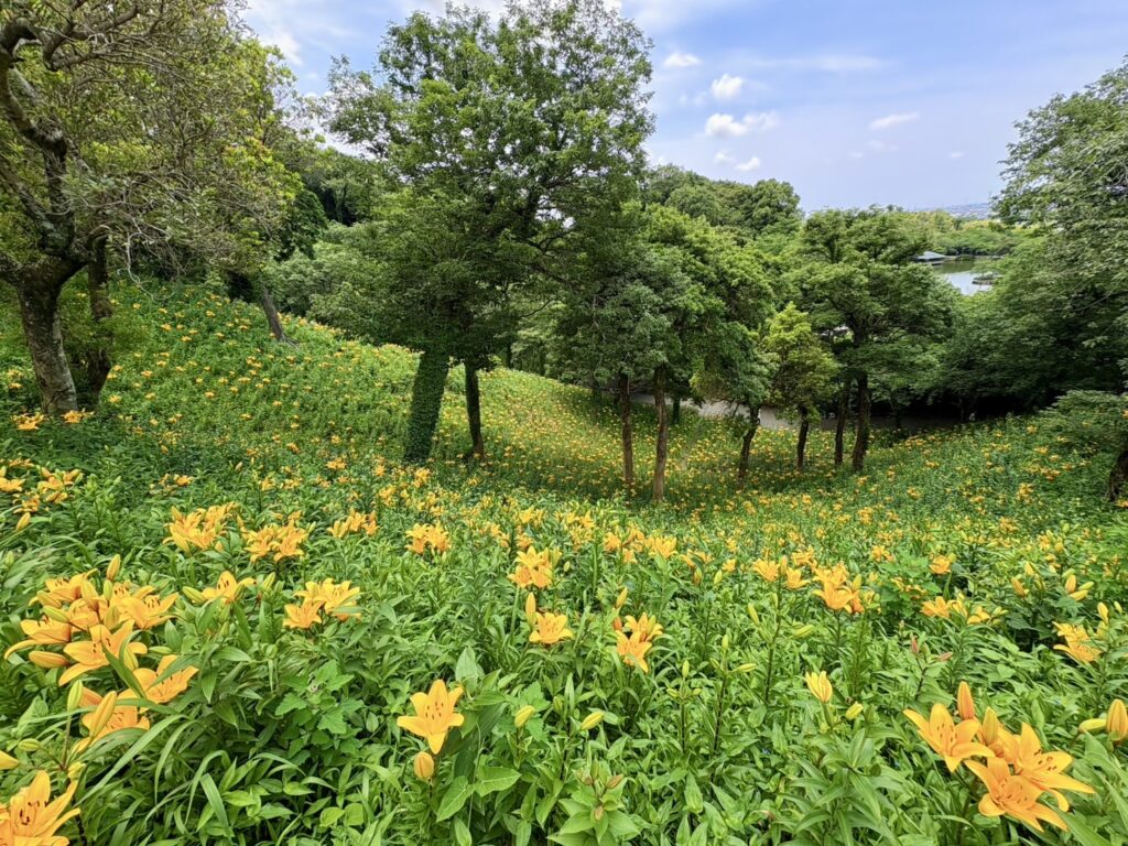 広い丘陵地に咲く黄色いゆり