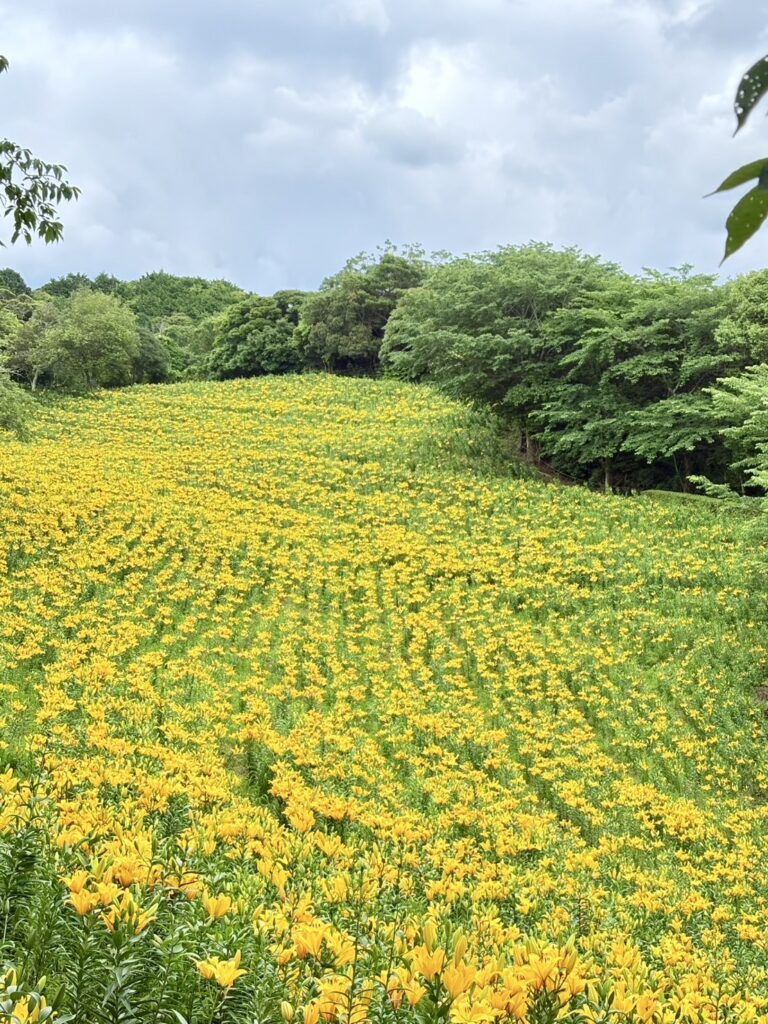 一面のゆり