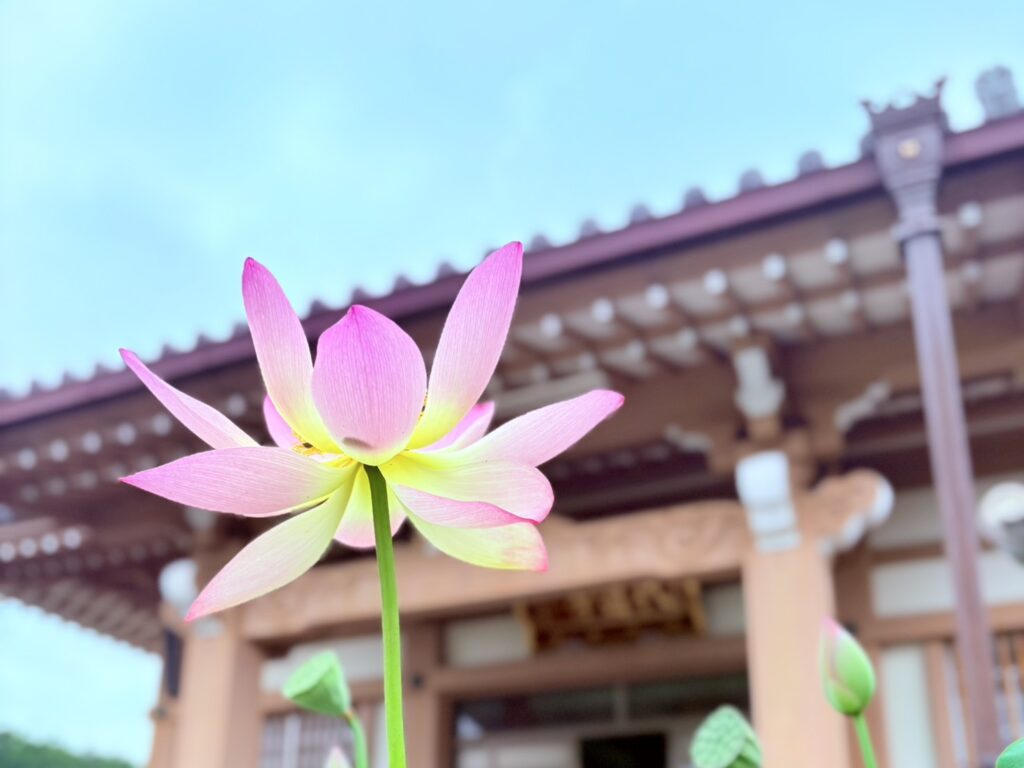 お寺と蓮お花のコラボ