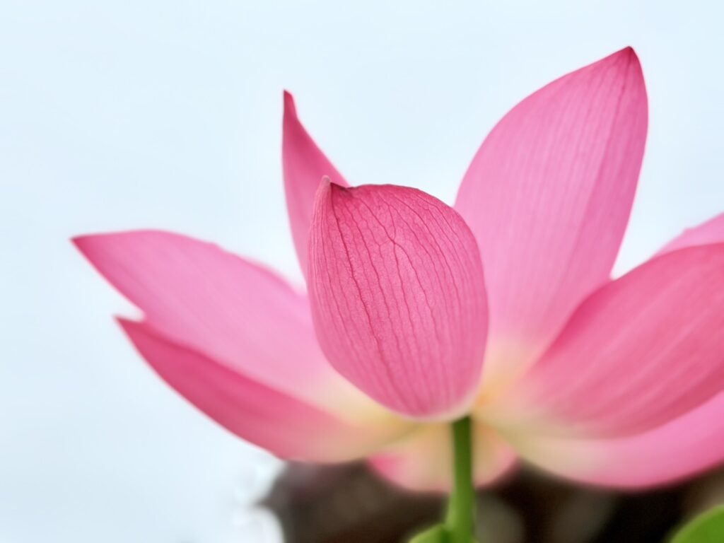 透き通る美しさの蓮の花びら