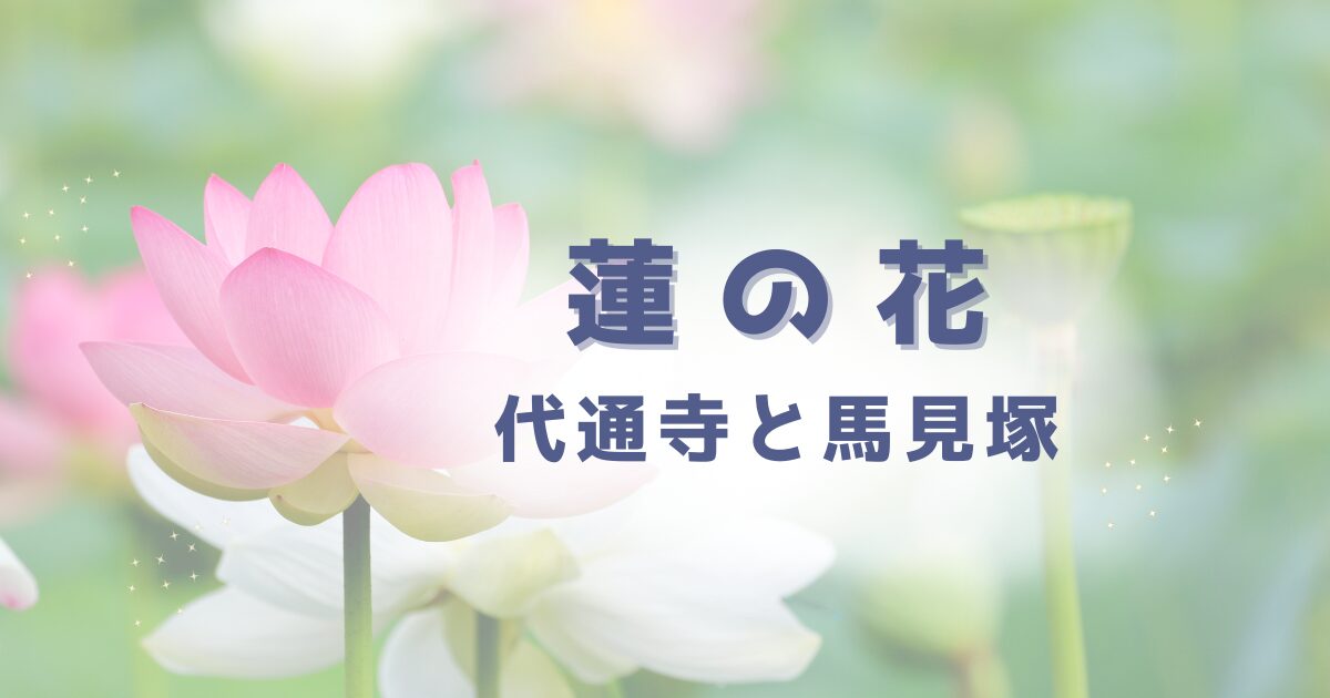 蓮の花