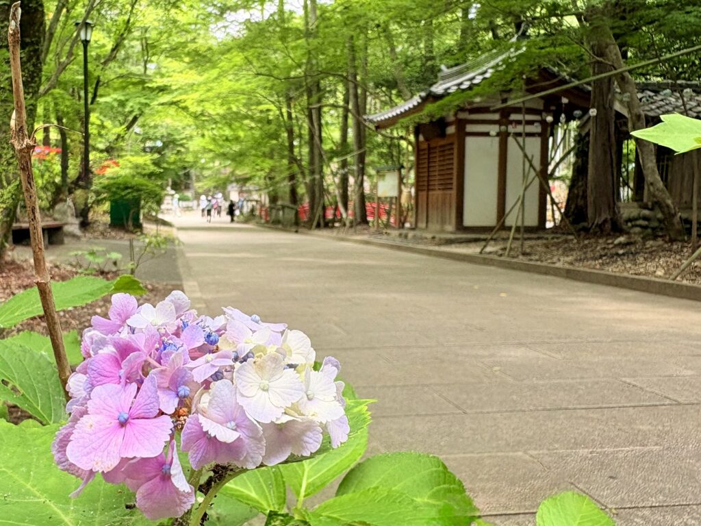 青もみじに囲まれた油山寺の参道