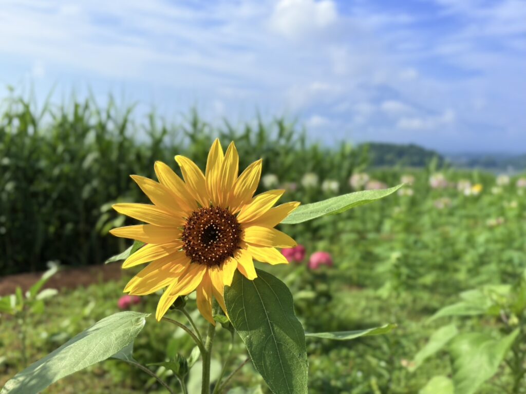 黄色のひまわりがアクセント