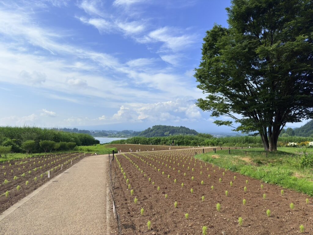 コキアは植え付けられたばかりで、まだまだ小さい
