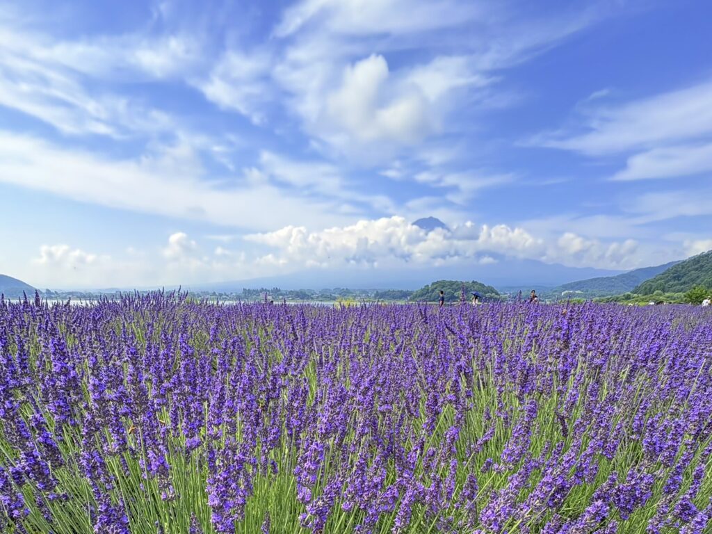 紫のラベンダーが満開
