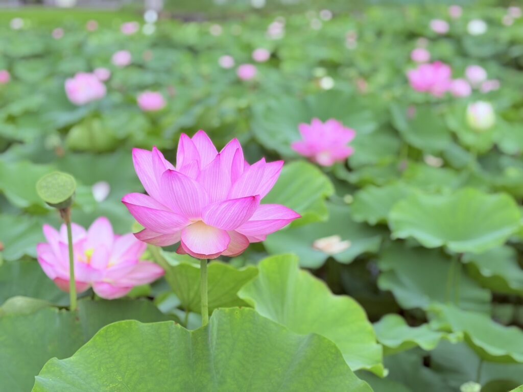 蓮の花と緑の葉のコントラストが綺麗