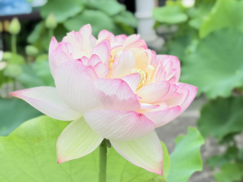 八重咲きの白と薄いピンクの蓮の花