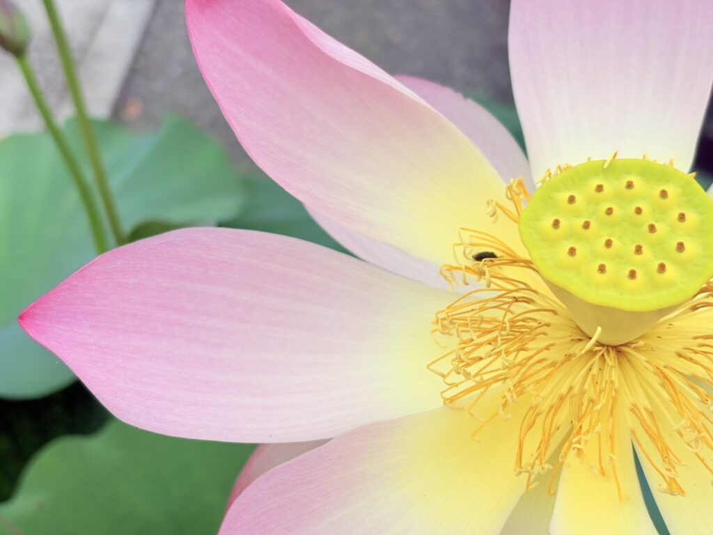 凛と美しい蓮の花びら
