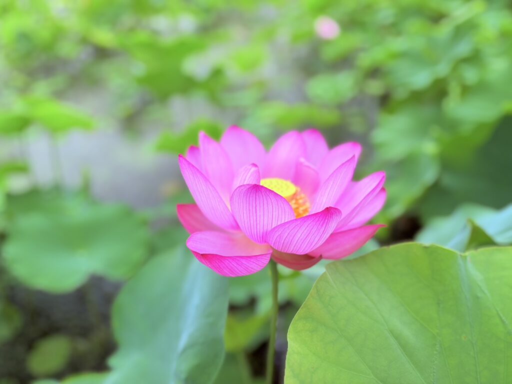 蓮田に咲くピンクの蓮