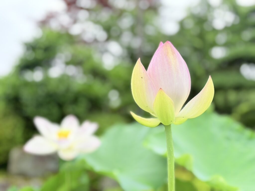 蕾も綺麗