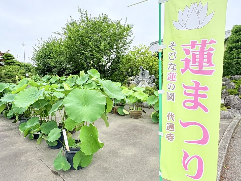 蓮祭りののぼり旗と鉢植えの蓮