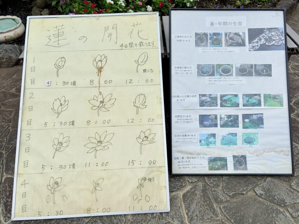 蓮の開花や育成について簡単に説明されたパネル