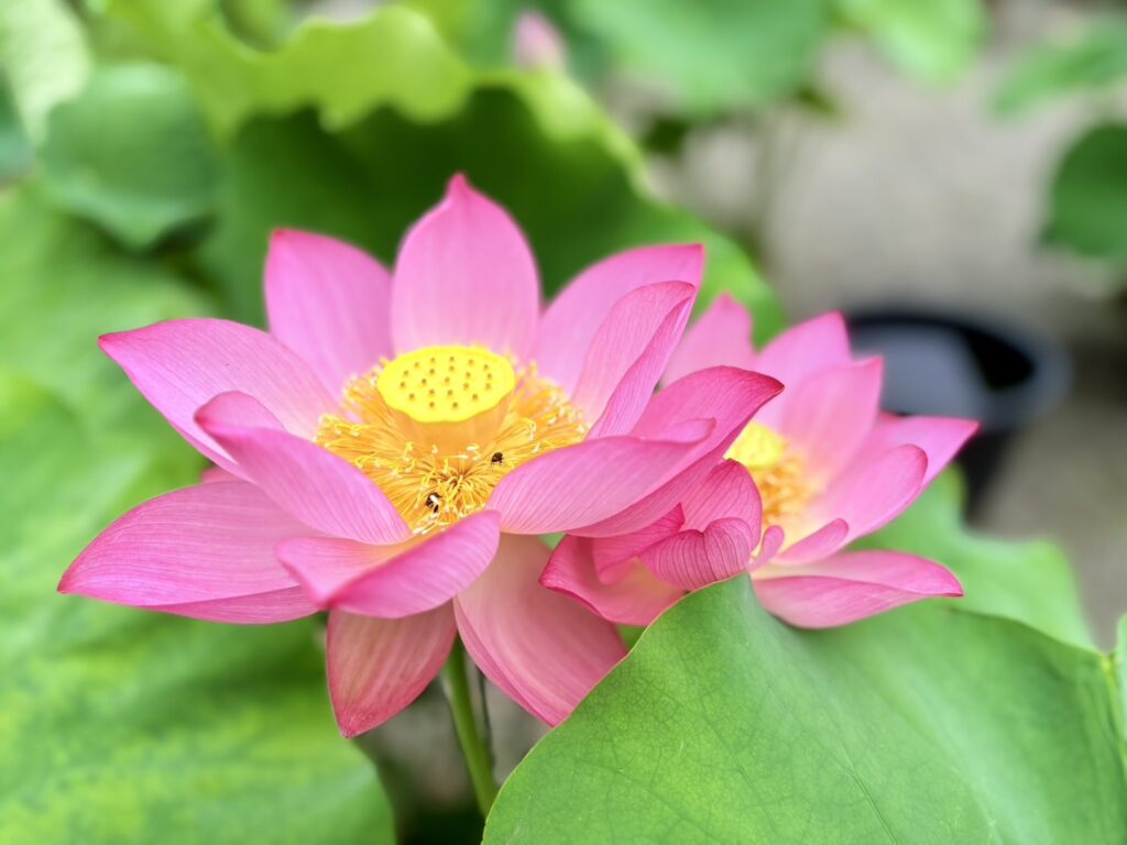 ピンクが美しい蓮の花