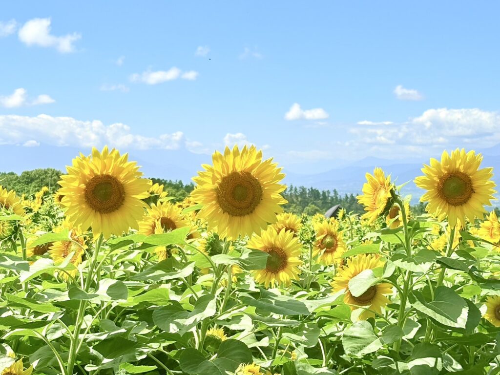 黄色のひまわりが並んで咲く様子