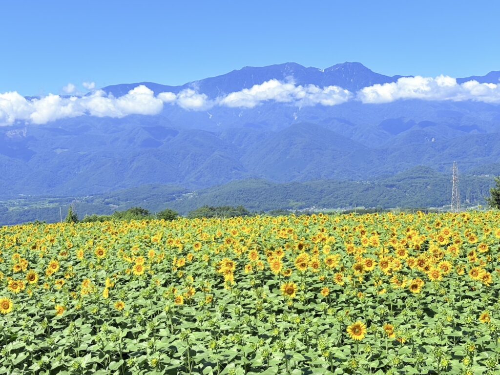山々を背景に咲く黄色のひまわり