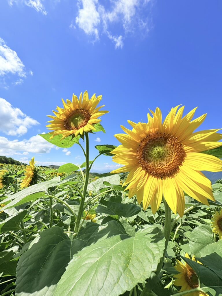 太陽に向かって咲く様子