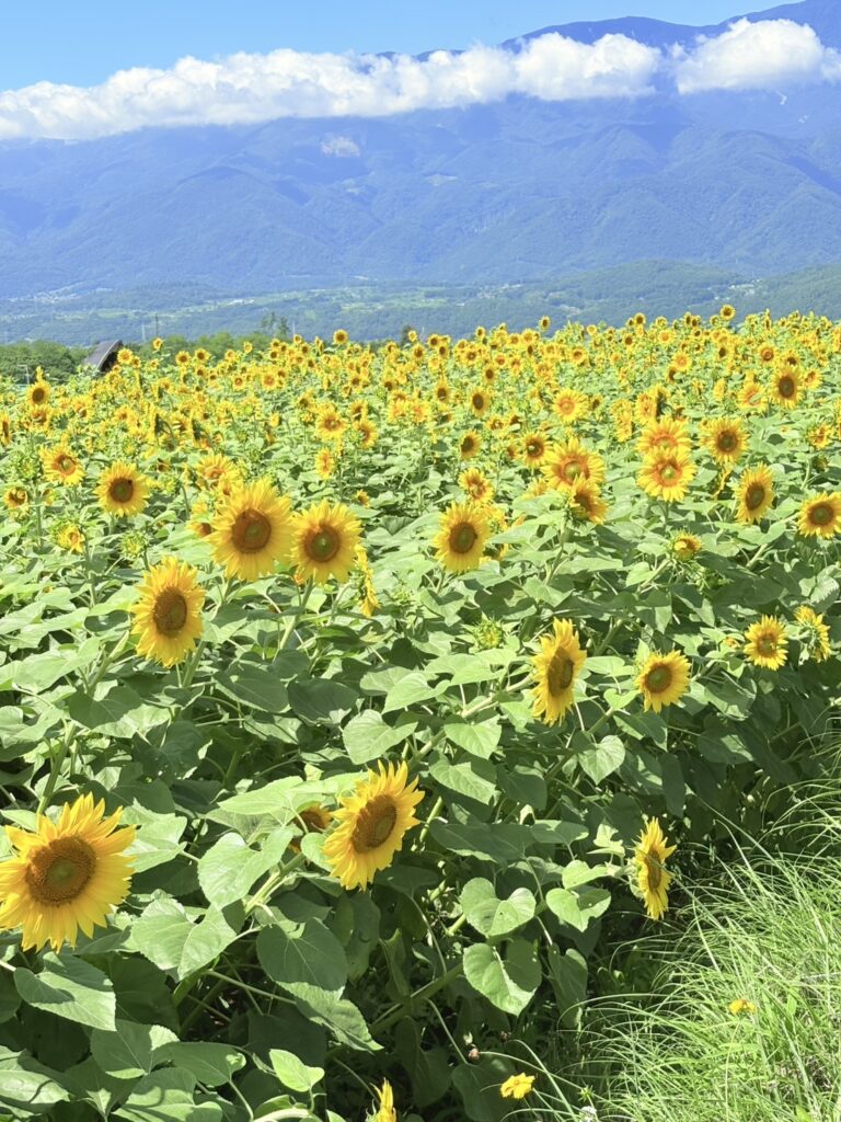 鮮やかな黄色が眩しい