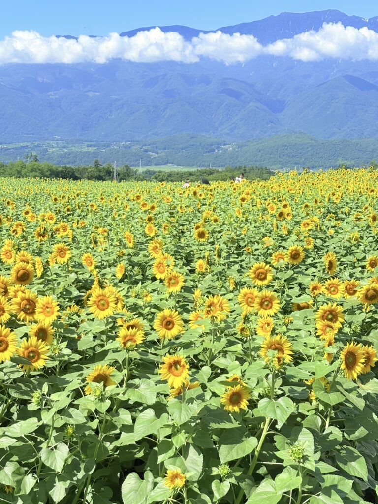 咲き誇っているようす