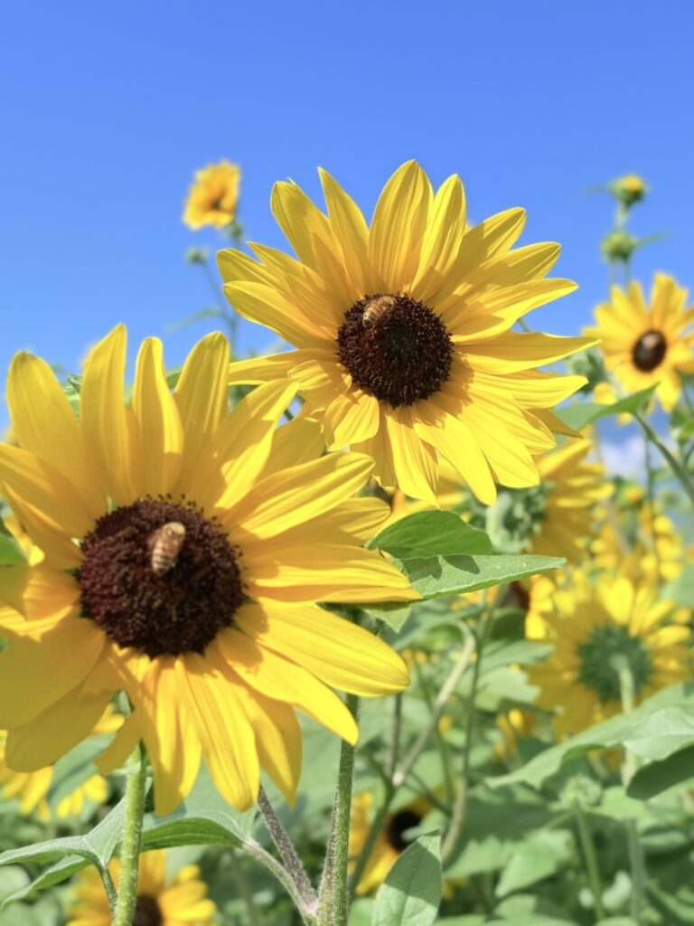 ひまわりの花にミツバチが寄ってくる