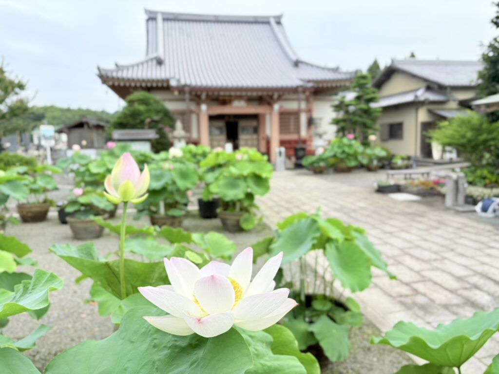 代通寺の蓮の花が咲き始めています