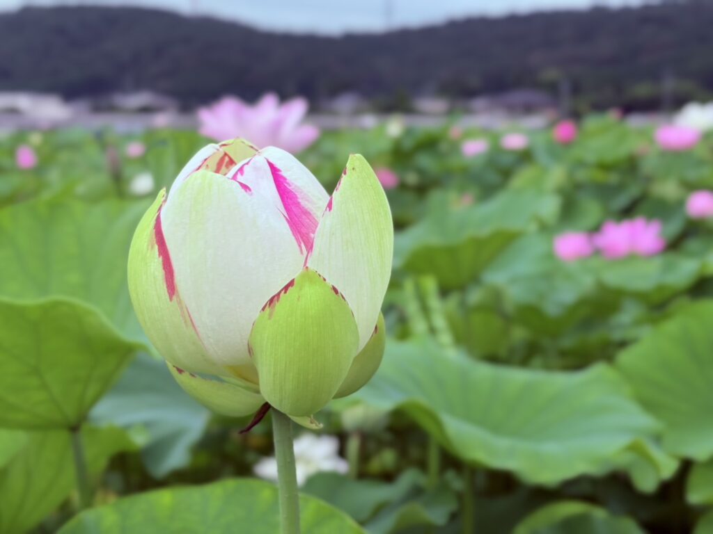 丸く膨らむ蓮の蕾