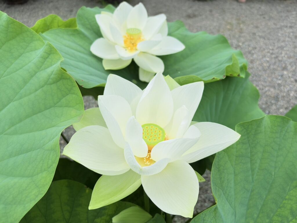 真っ白な蓮の花