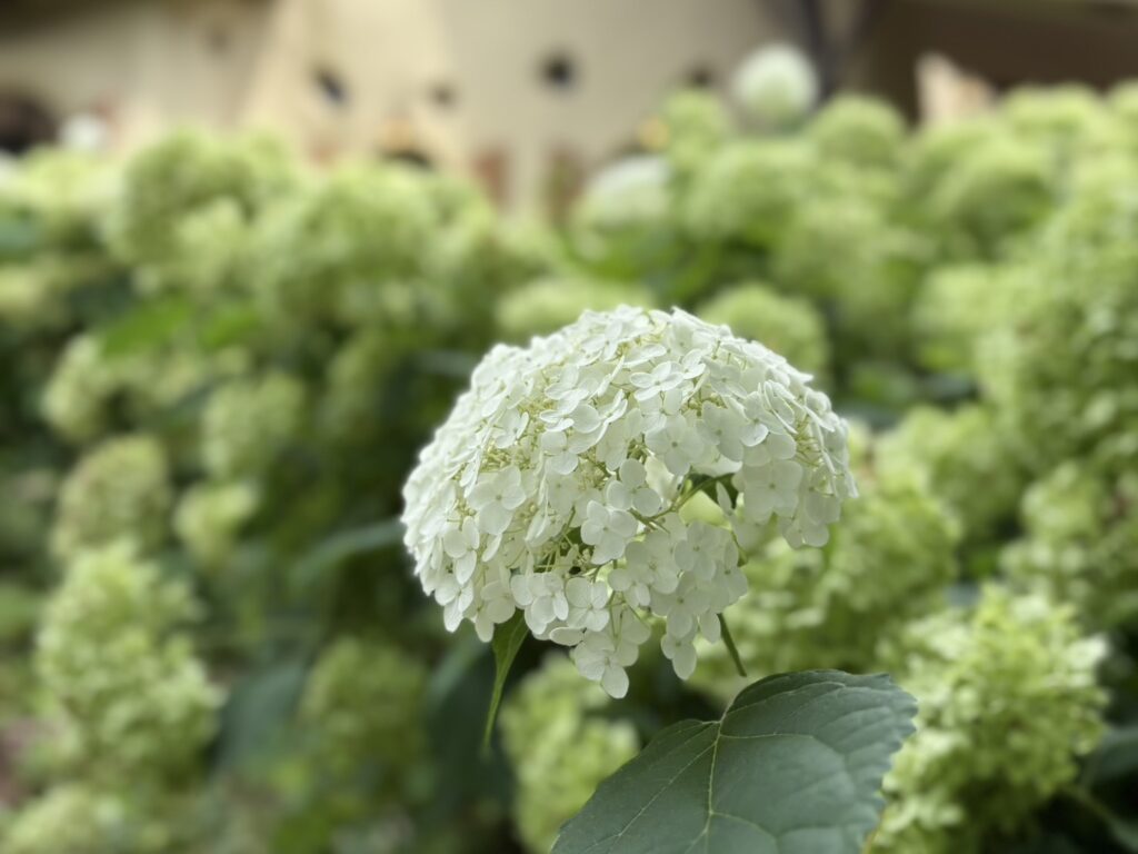 建物にのまわりに白いアナベルがいっぱい咲いていました