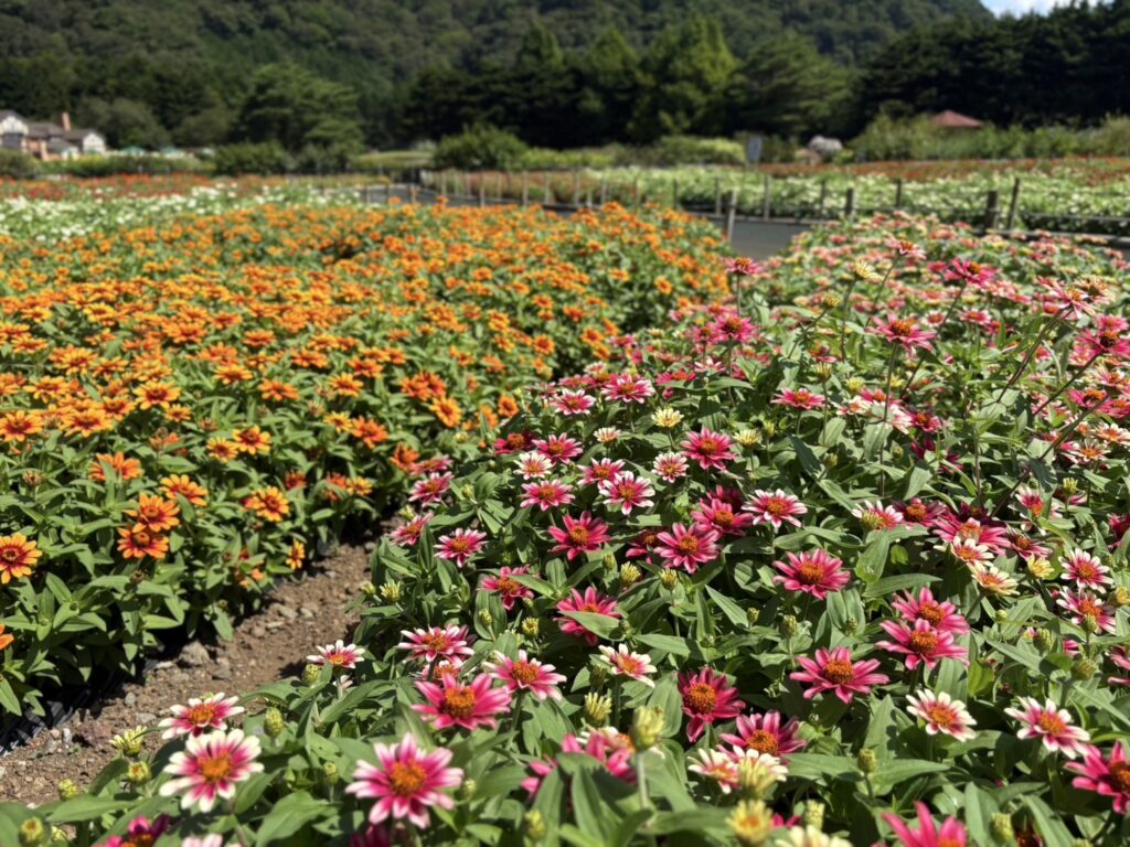 虹の花まつり、ジニア花畑