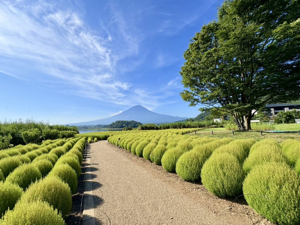 河口湖大石公園のモコモコ丸いグリーンコキア