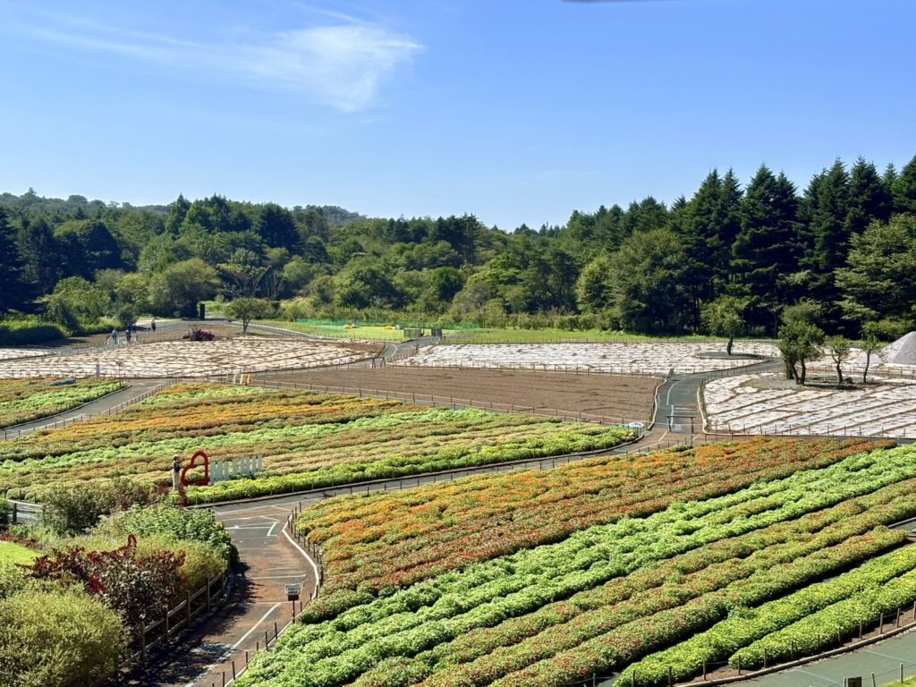 虹色に咲く花畑