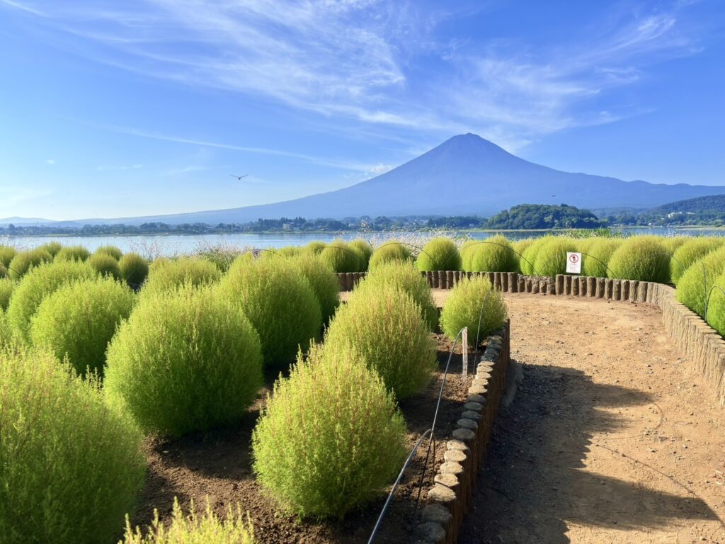 丸くふわふわとした緑色のコキア