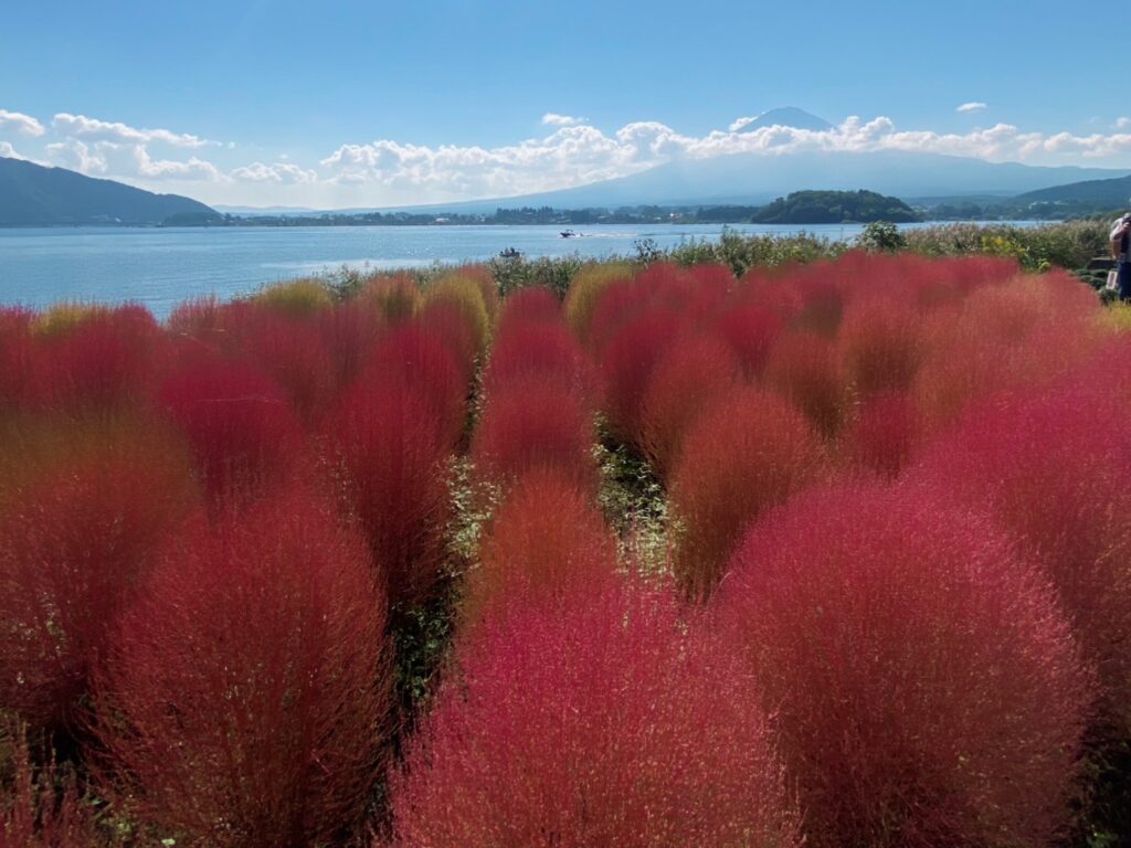 秋の真っ赤に紅葉した河口湖のコキア