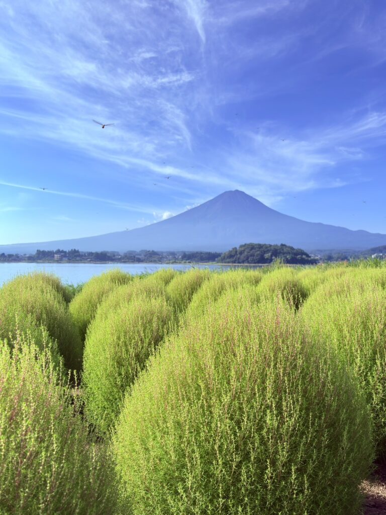 富士山と河口湖を背景にした絶景コキア