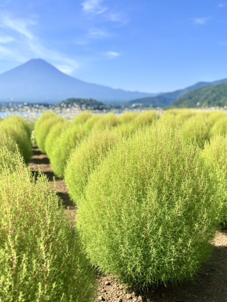 富士山と河口湖を背景にしたモコモコのコキア