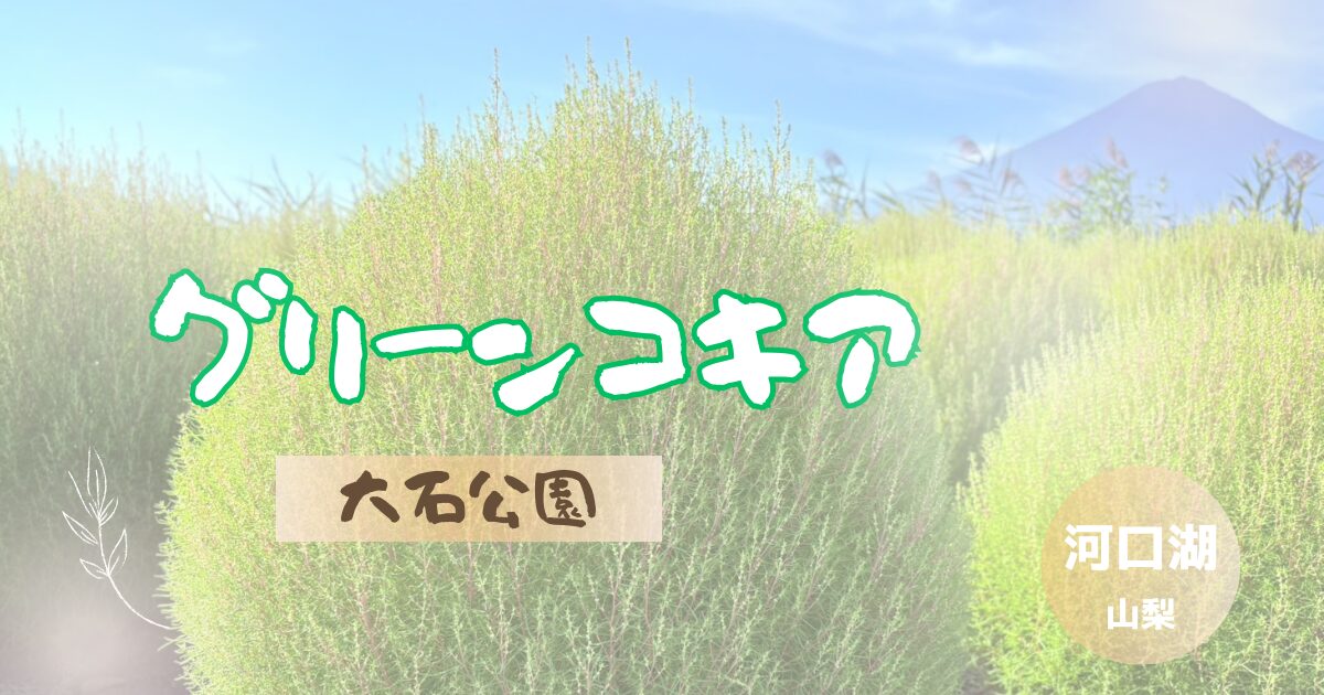大石公園の緑色のコキア