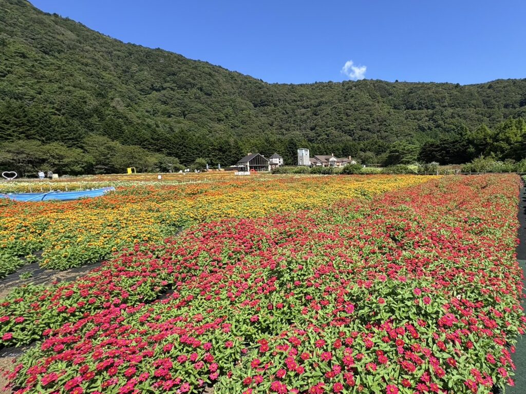 富士本栖湖リゾートで開催の虹の花まつり