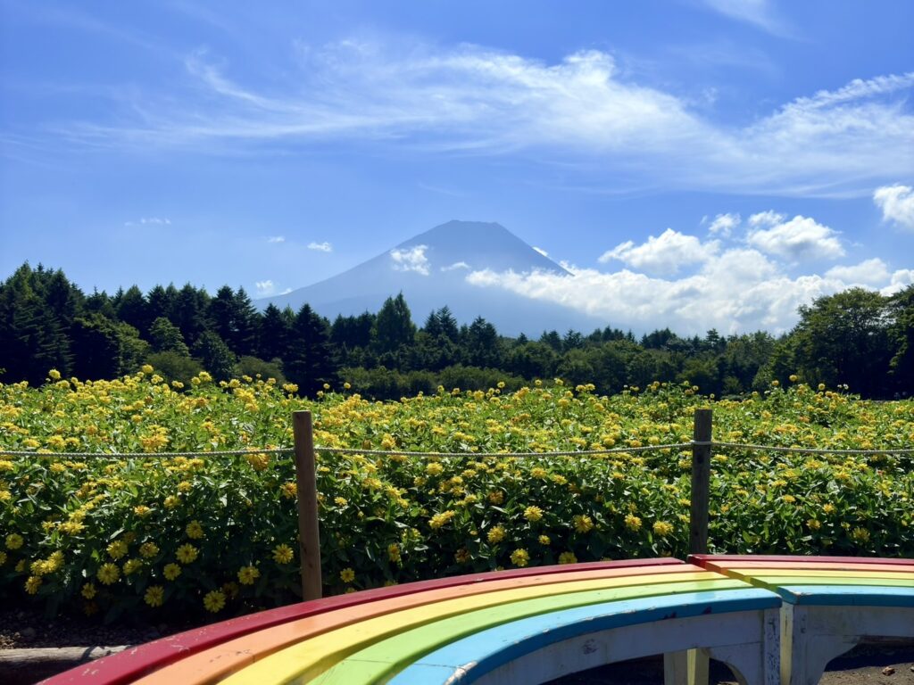 富士山を背景に咲き誇るジニア